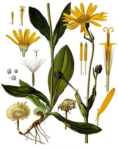 12 Homeopathic Remedies That Should Be in Every Survival Kit 12 Homeopathic Remedies That Should Be in Every Survival Kit