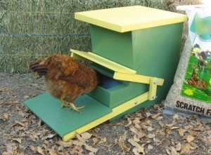 chicken feeders cluck n feeders