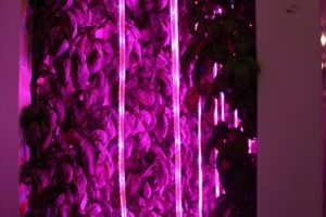 freightfarmsbasil