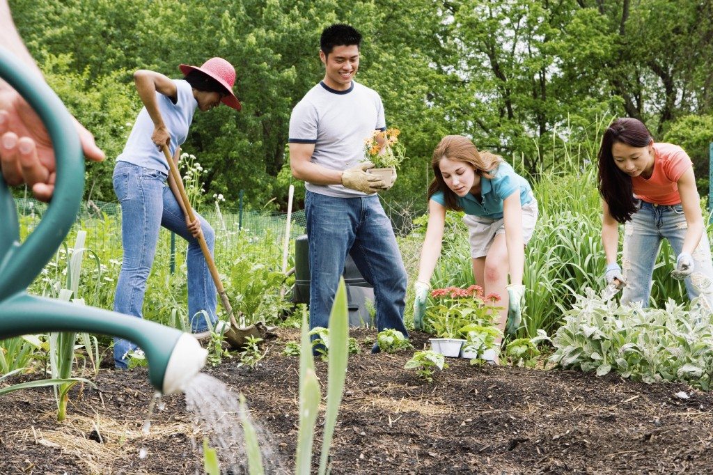 commuity garden