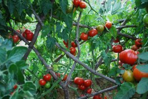 vegetables to grow in patio pots