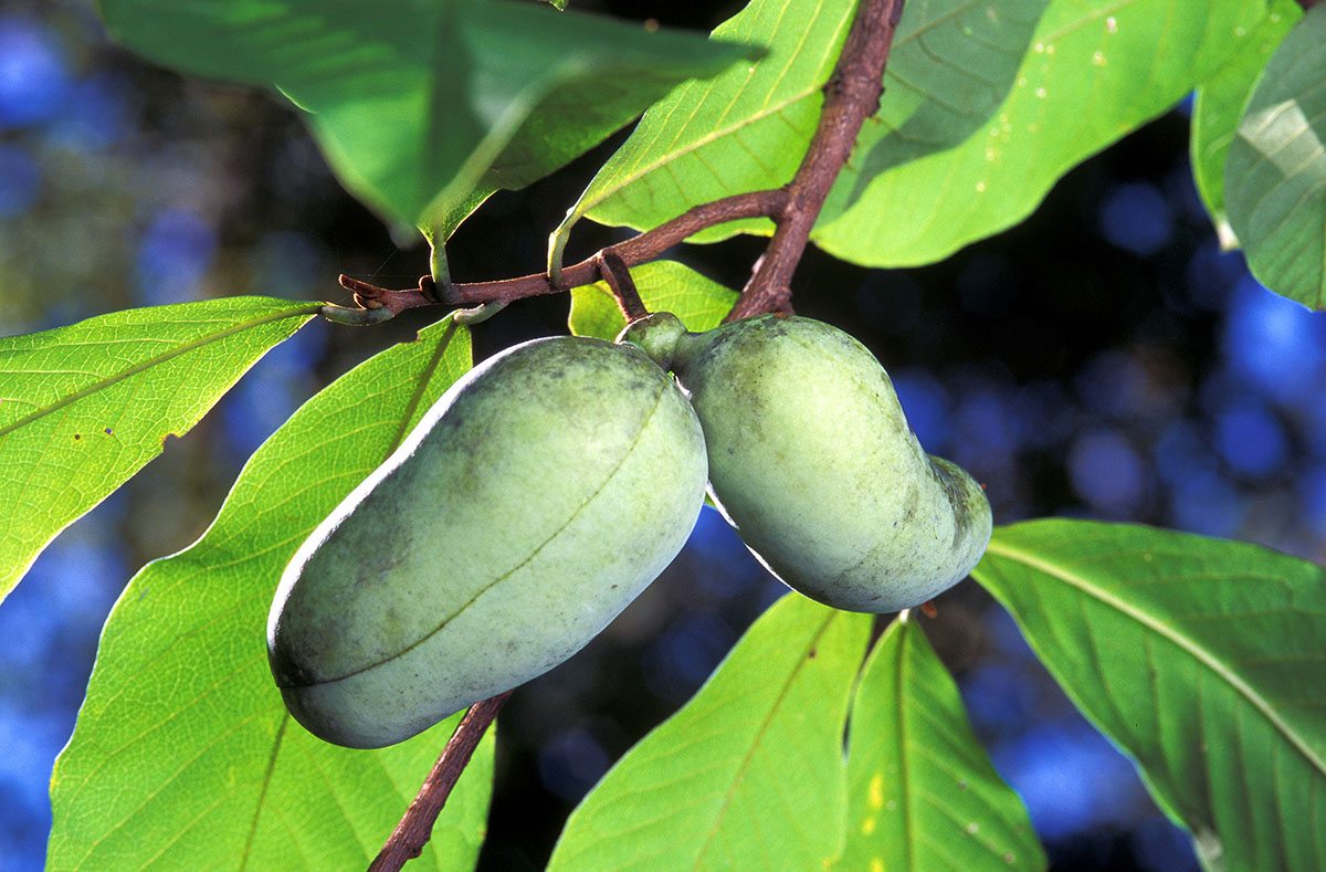 The Tropical Fruit Tree Americans Forgot: The Pawpaw Tree The Tropical Fruit Tree Americans Forgot: The Pawpaw Tree