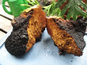 chaga