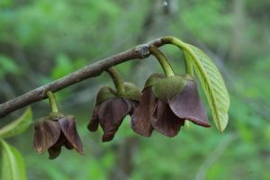 pawpaw flower