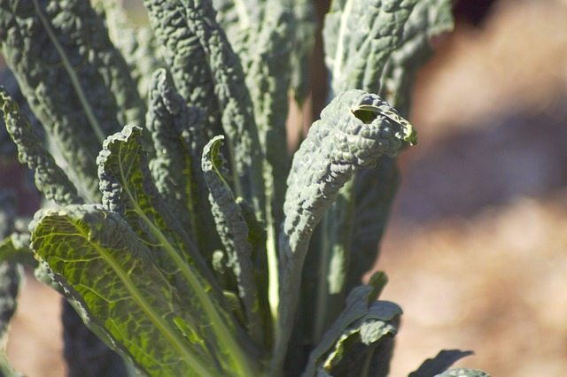 kale-1113750_640