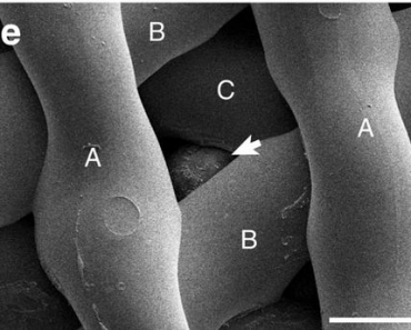 Brave New Babies: 3D Printed Gelatin Ovaries Have Success In Mice Brave New Babies: 3D Printed Gelatin Ovaries Have Success In Mice