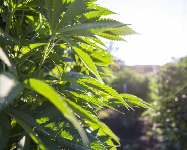 Understanding CBD, Cannabinoids, & Your Health Understanding CBD, Cannabinoids, & Your Health