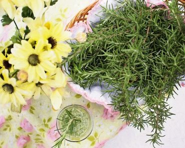 Gardening with Essential Oils – Companion Plants to Attract Pollinators and Repel Pests Gardening with Essential Oils – Companion Plants to Attract Pollinators and Repel Pests