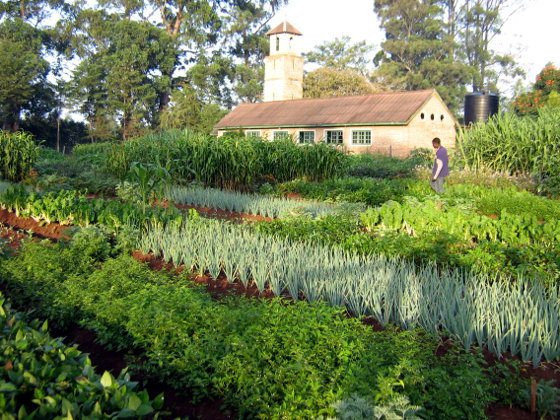 biointensive gardening