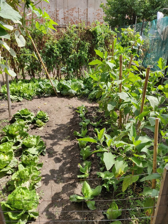 backyard gardens