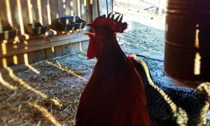 frostbite in chickens