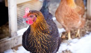frostbite in chickens