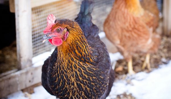 frostbite in chickens