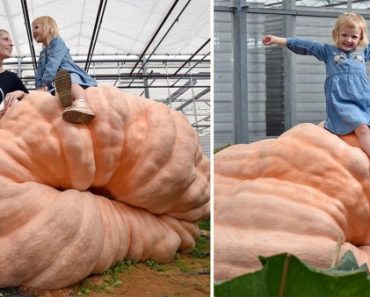 The Trick (and Treat): How to Grow Giant Pumpkins The Trick (and Treat): How to Grow Giant Pumpkins