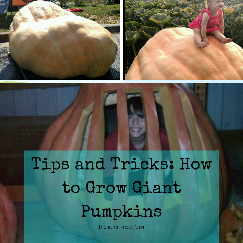 Giant Pumpkins