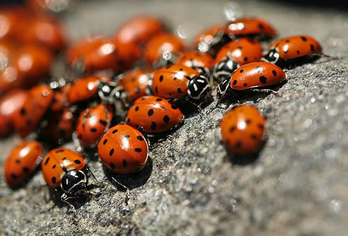 lady bugs