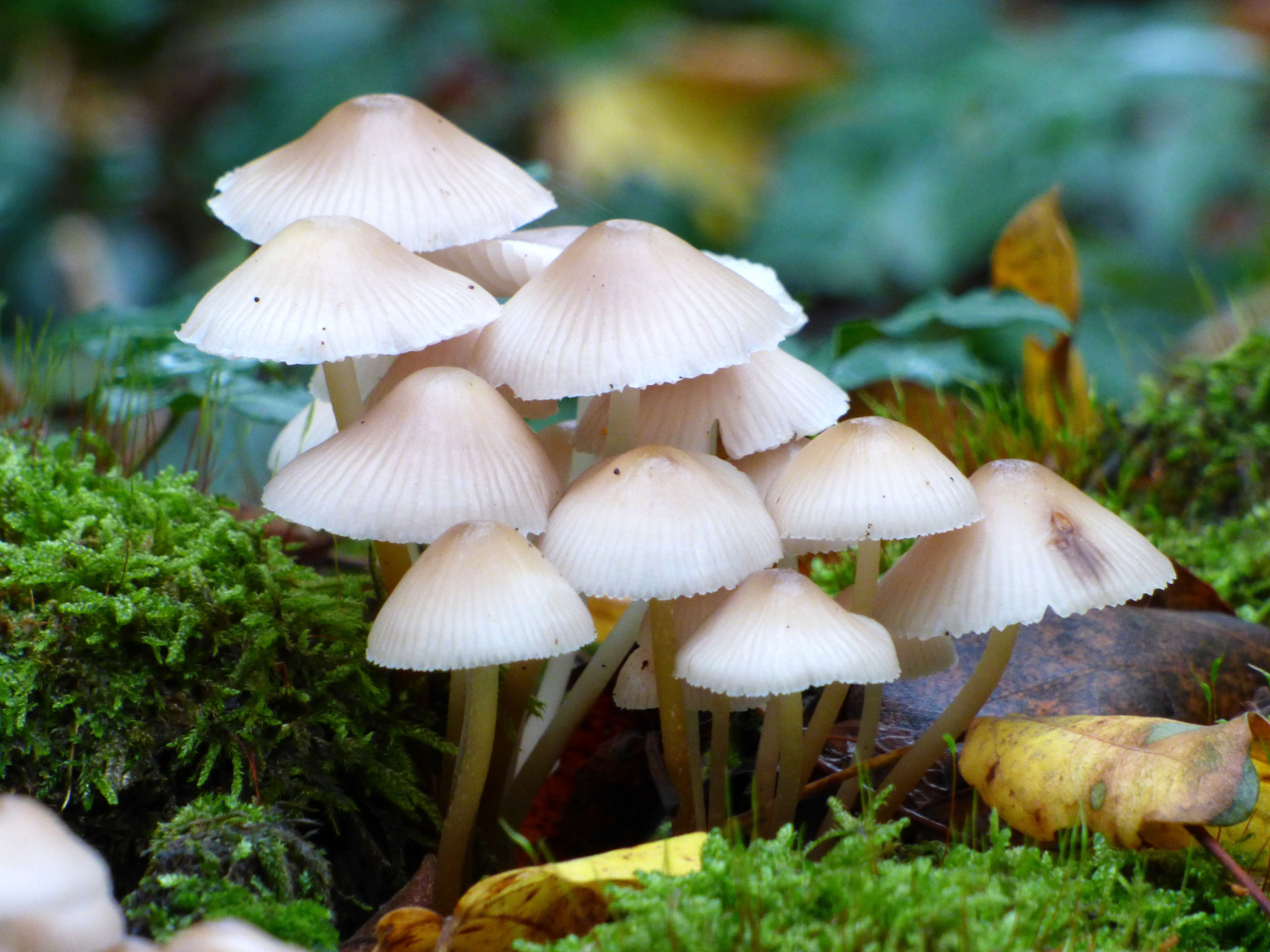 Compostable Packaging – Ikea Replaces Styrofoam with Mushroom Based Biodegradable Foam Compostable Packaging – Ikea Replaces Styrofoam with Mushroom Based Biodegradable Foam