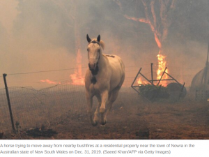 Australia wildfire horse