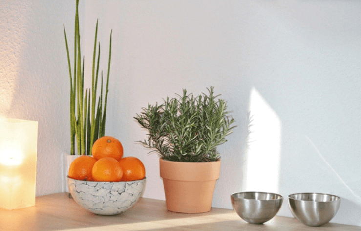 Growing Rosemary: Everything You Ever Wanted to Know About Cultivating this Super Herb Growing Rosemary: Everything You Ever Wanted to Know About Cultivating this Super Herb