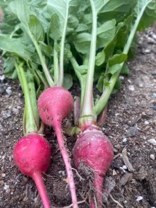 radishes in August
