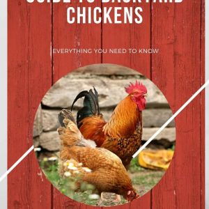 Guide to Backyard Chickens Ebook: Homestead Guru Exclusive