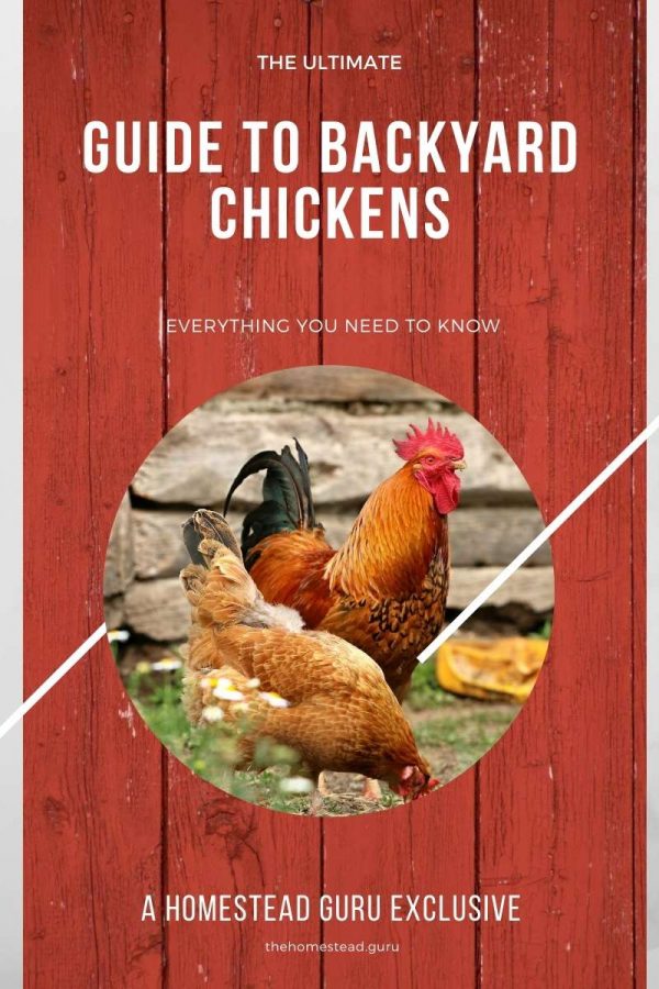 Guide to Backyard Chickens Ebook: Homestead Guru Exclusive