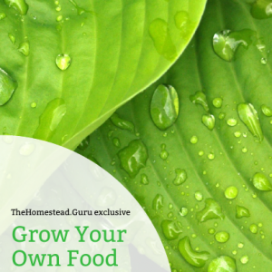 Grow Your Own ebook- A Homestead Guru Exclusive