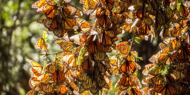 Monarch Sanctuaries History: The Unexpected Truth from a Local